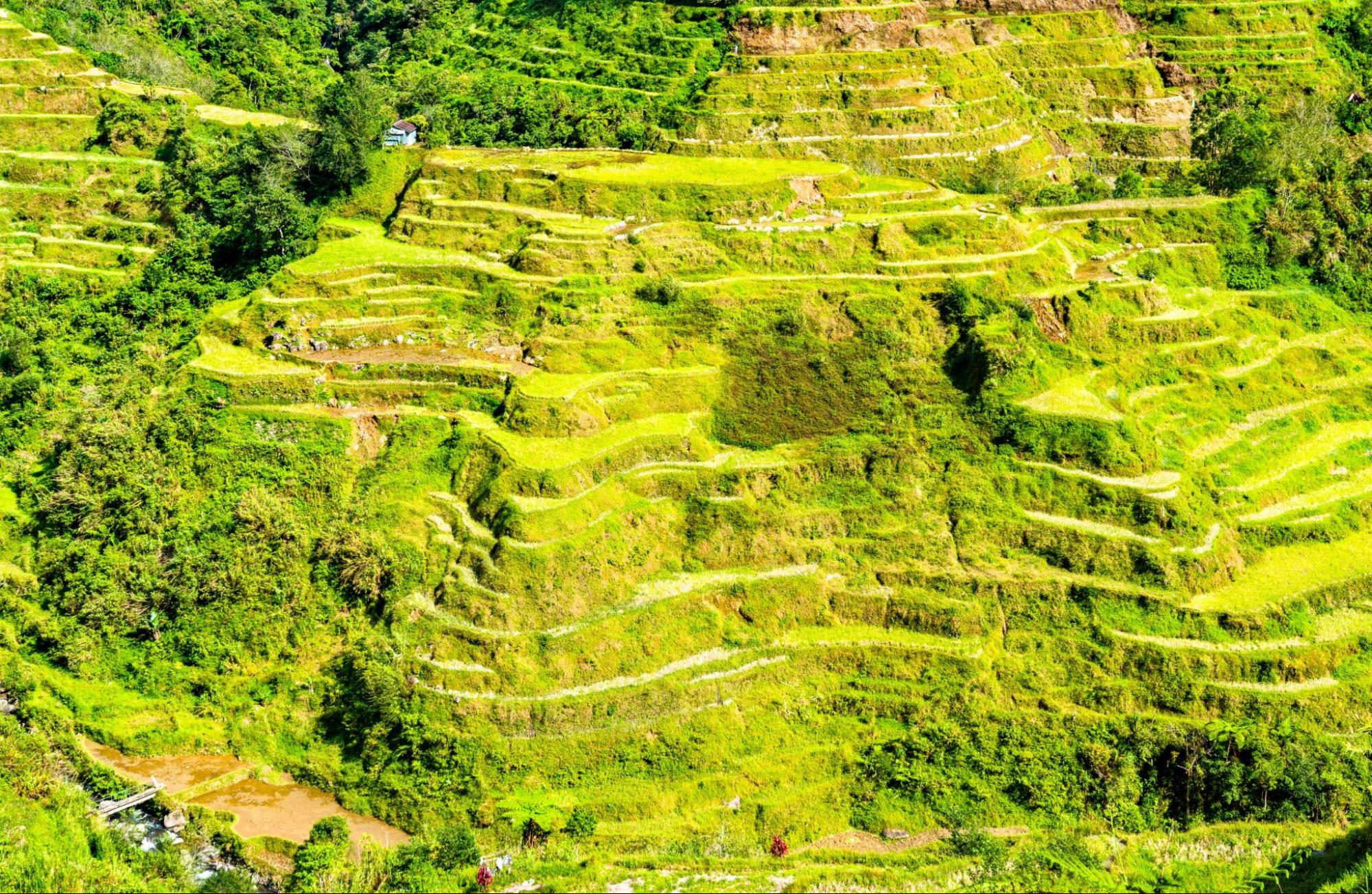 Banaue Rice Terraces